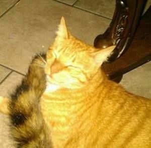 Meet your Posher, Angel